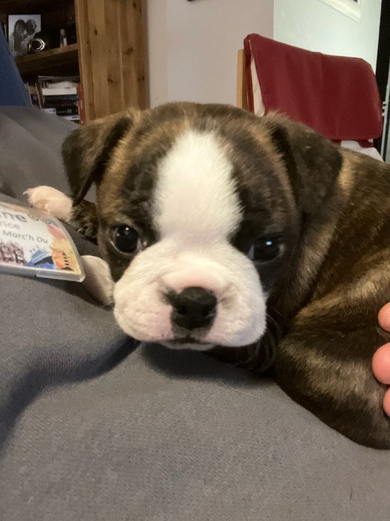 Du Paradis Dorange - Chiot disponible  - Boston Terrier