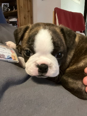 CHIOT